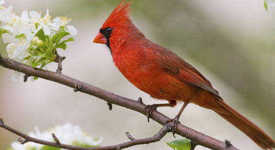 A cardinal makes his home at our Maitland Florida Lodging