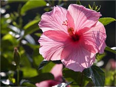 Enjoy beautiful hibiscus and other flowers at our Orlando Bed and Breakfast
