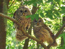 Two Owls make their home at our Maitland Florida Lodging